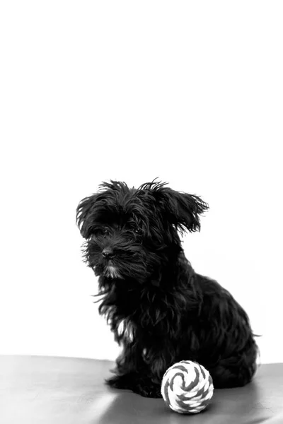Morkie Yorktese Malkie 可爱的小黑狗 小狗的年龄 在红沙发上玩球 从马耳他的品种和约克夏狗 白色背景上的孤立 — 图库照片