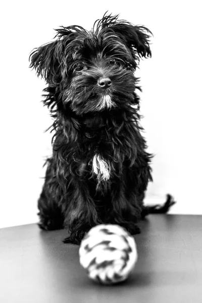 Yorktese 子犬犬の赤いソファで ボール遊びができて覚醒垂直コピー スペースで白い背景に分離されました マルタからの品種とヨークシャー テリア犬 — ストック写真
