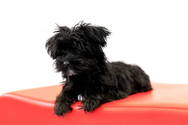 Czarny Pies Szczeniak Yorktese Czuwający Czerwonej Kanapie Gotowy Gry Izolowany — Zdjęcie stockowe