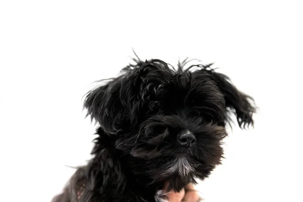 コピー スペースで白い背景に黒の Yorktese マルタからの品種とヨークシャー テリア犬 — ストック写真