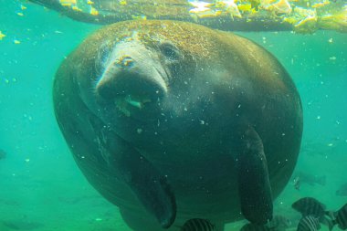 Crystal River Ulusal Yaban Hayatı Sığınağı, Florida, ABD 'de su altı deniz ayısı yiyor. Trichechus manatus türü. Otçul deniz memelileri, deniz inekleri olarak da bilinir..