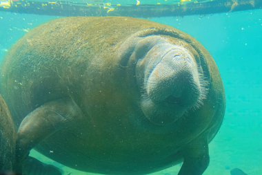 Crystal River Ulusal Vahşi Yaşam Sığınağı 'nda denizayısı, Florida, ABD. Karayip denizayısı. Trichechus manatus türü. Otçul deniz memelileri, deniz inekleri olarak da bilinir..