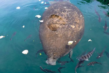 Kristal Nehir Ulusal Vahşi Yaşam Sığınağı, Florida, ABD. Karayip denizayısı, Trichechus manatus, Trichechidae familyasından bir memeli türü..