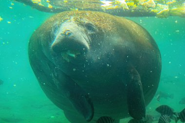 Crystal River Ulusal Yaban Hayatı Sığınağı, Florida, ABD 'de su altı deniz ayısı yiyor. Trichechus manatus türü. Otçul deniz memelileri, deniz inekleri olarak da bilinir..