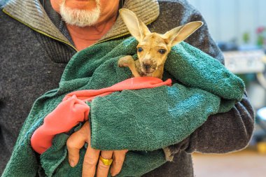 Coober Pedy, South Australia -Aug 27, 2019: A guided tour takes visitors and families to meet an orphaned kangaroo joey at Coober Pedy Kangaroo Sanctuary, a wildlife refuge in Australias outback. clipart