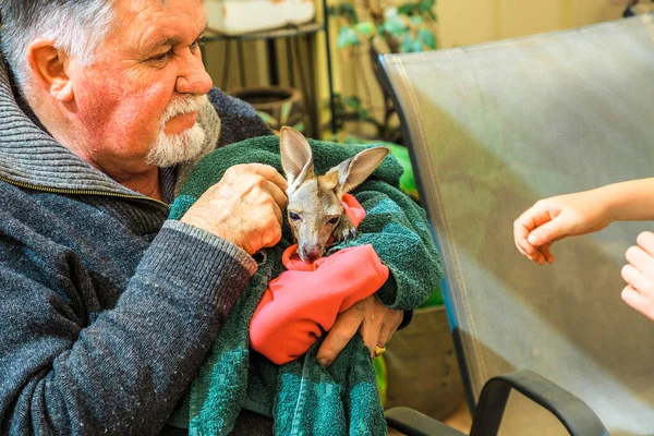 stock image Coober Pedy, South Australia -Aug 27, 2019: A baby kangaroo is being held by the founder of Coober Pedy Kangaroo Sanctuary as he leads a guided tour for tourists and families in the Australian outback