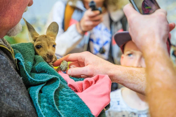 Coober Pedy South Australia Aug 2019 Close Personal Encounter Newborn — Stock Photo, Image