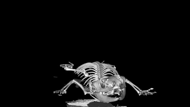 Front View Black White Scan Pogona Vitticeps Pet Black Background — Stock Video