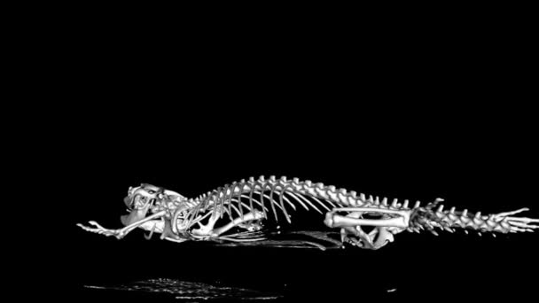 ポゴナの白黒Ctスキャンの側面図目に見える骨格の黒い背景にペットを刺激します 整形外科用獣医診断 X線検査 — ストック動画