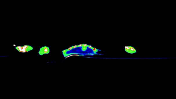 黒の背景にひげを生やしたドラゴンペットのマルチカラーCtスキャンの側面図 腫瘍学者獣医学的診断X線検査 爬虫類におけるエキゾチックな獣医師診断断層撮影検査 — ストック動画