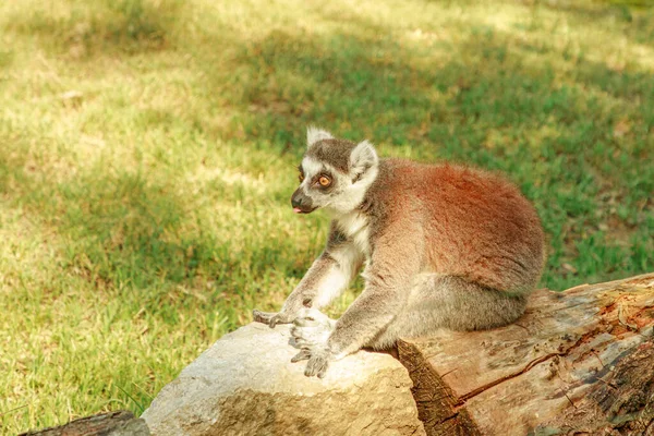 Vista Lateral Primate Estrepsirrino Cola Anillada Lémur Madagascar Especies Lemur — Foto de Stock