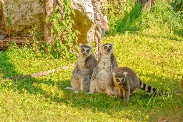 Trois Lémuriens Queue Cerclée Madagascar Assis Sur Herbe Espèces Lémuriens — Photo
