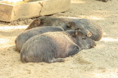 Yaban domuzları uyur, Dicotyles tajacu türleri Avrupa ve Avrasya 'da.