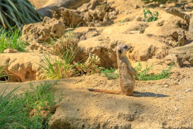 Meerkat ya da suricate keşif bölgesi. Herpestidae familyasından Suricata suricatta türü. Botswana Kalahari Çölü 'nde, Namibya' da Namib Çölü 'nde, Angola' nın güneybatısında ve Güney Afrika 'da yaşıyor..