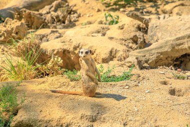 Çöl faresi ya da ihtiyatlı bir şekilde etrafı kolaçan et. Herpestidae familyasından Suricata suricatta türü. Botswana Kalahari 'de, Namibya' da Namib Çölü 'nde, Angola' da ve Güney Afrika 'da yaşıyor..