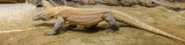 Komodo Monitor Worlds Largest Lizard Inhabiting Indonesian Islands Australia Varanus — Stock Photo, Image