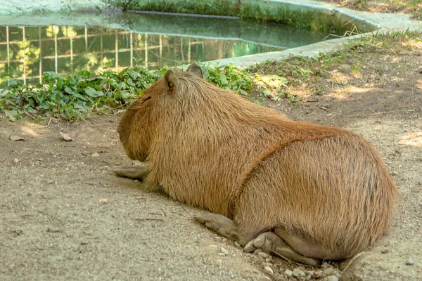 Capybara Yerde Dinleniyor Hydrochoerus Hydrochaeris Türü Güney Amerika Özellikle Brezilya — Stok fotoğraf