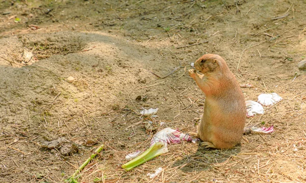 black-tailed prairie dog eating vegetables. Cynomys ludovicianus species. Rabbit-like rodent living in plains of North America: from United States to Canada.