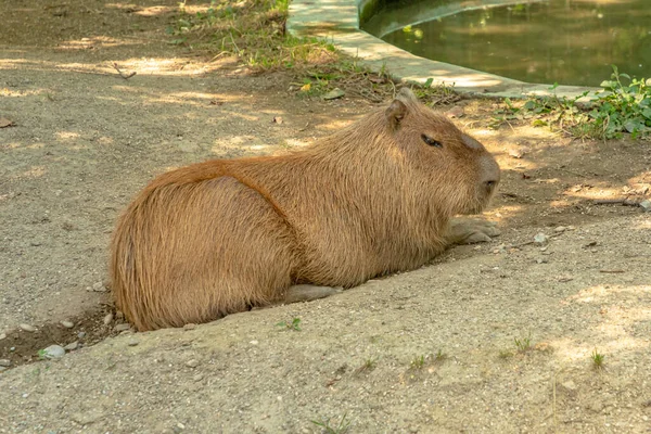 Capibara Appoggiata Terra Specie Hydrochoerus Hydrochaeris Roditore Semi Acquatico Simile — Foto Stock