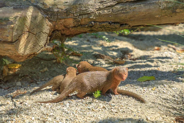 Mother Common Dwarf Mongoose Her Pups South Africa Helogale Parvula — Stock Photo, Image