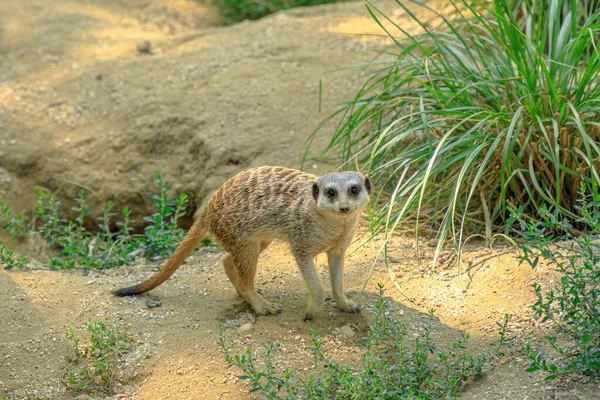 Primer Plano Surcado Explorando Territorio Suricata Suricatta Species Mongoose Family — Foto de Stock