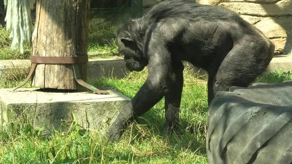 2021年8月 クロアチアのザグラブリア ザグラブリア動物園のMaksimir Parkで大規模な共通チンパンジーが食べる パントログロダイト種 — ストック写真
