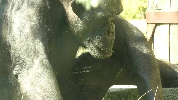 Загора Хорватия Август 2021 Года Закрытие Простого Шимпанзе Питающегося Зоопарке — стоковое фото