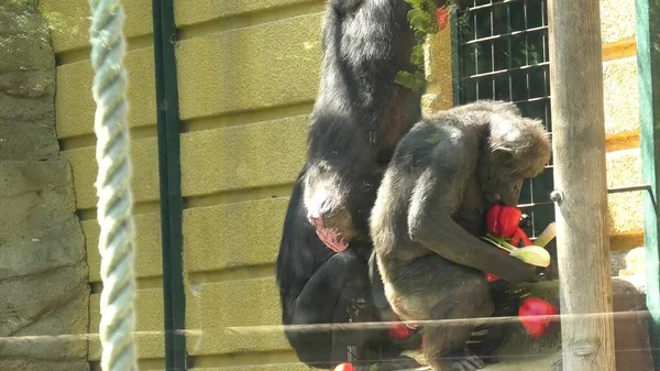 クロアチアのザグラブリア 2021年8月 ザグラブリア動物園のMaksimir Parkで一般的なチンパンジーのグループが果物を食べる パントログロダイト種 — ストック写真