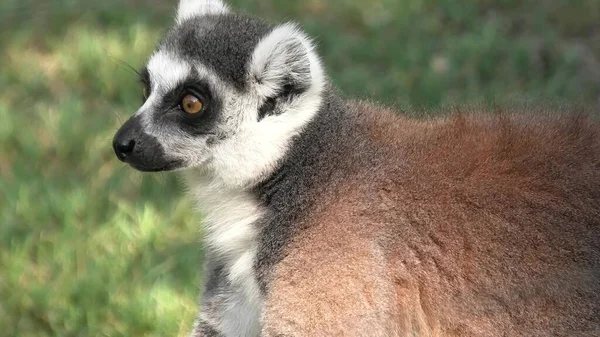 Közelről Láthatjuk Madagaszkár Gyűrűsfarkú Makijának Fejét Egy Sztrepszirrhine Főemlősét Lemur — Stock Fotó