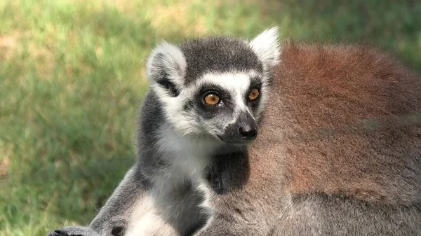 Close African Ring Tailed Lemur Madagascar Lemur Catta Species Endemic — Stock Photo, Image