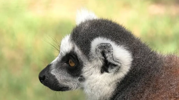 Close Ring Tailed Lemur Madagascar Lemur Catta Species Endemic Island — Stock Photo, Image