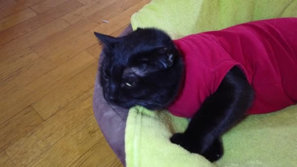 Coño Joven Gato Negro Europeo Con Los Ojos Cerrados Durmiendo — Vídeo de stock