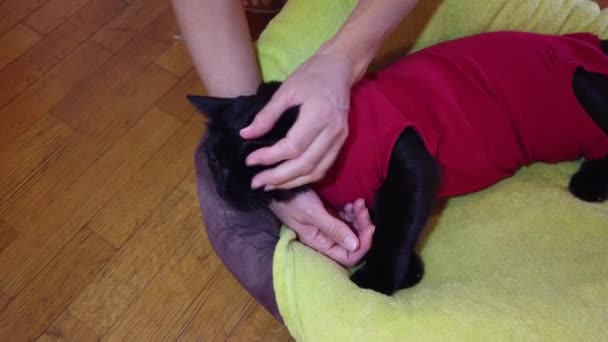 Женщина Массирует Черную Кошку Мирно Спящую Зеленом Диване Концепция Комфортного — стоковое видео