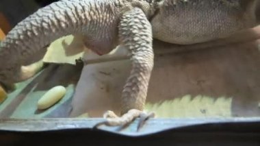 Dişi sakallı ejderha yumurtalarını bırakıyor. Pogona vittiseps türü. Kızgın olduğunda şişip kararan boyun altındaki pullar, Avustralya 'da çölde yaşayan bir sürüngendir..
