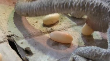 Pogona Vittiseps dişisi yumurtalarını bırakıyor. Boynunun altındaki pullar için sakallı ejderha kertenkelesi kızgın olduğunda şişip kararan, Avustralya 'da yaşayan bir sürüngendir..