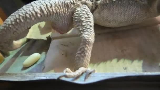 Female Bearded Dragon Deposing Her Eggs Pogona Vitticeps Species Scales — Stock Video