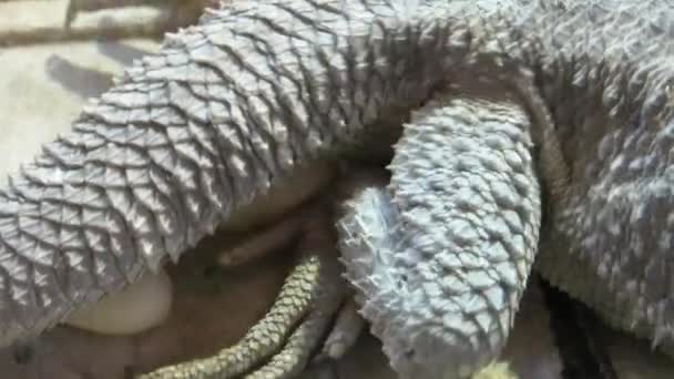 长胡子的龙在产卵Pogona使物种变得脆弱 大胡子龙脖子下的鳞片在愤怒的时候变得又肿又黑 它是生活在澳大利亚沙漠野生动物中的爬行动物 — 图库视频影像