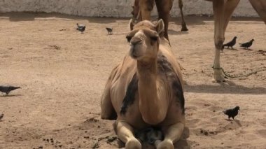 Arap dromedary ahırda dinleniyor. Camelus dromedarius türü.