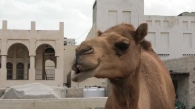 Bir dromedary, ahırda duran Arap bölgesinden bir deve türü. Bu tür Camelus dromedarius olarak bilinir. Deve kafanın yakın görüntüsü