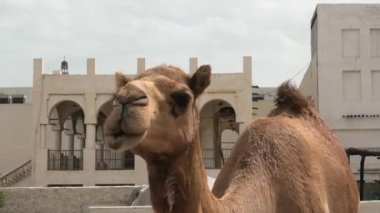 Bir dromedary, ahırda duran Arap bölgesinden bir deve türü. Bu tür Camelus dromedarius olarak bilinir. Deve yakasının yakın görüntüsü