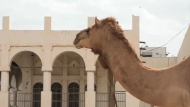 Arabistan 'dan bir dromedary deve barınağında mola veriyordu. Bu tür bilimsel olarak Camelus dromedarius olarak bilinir. Deve yakasının yakın görüntüsü