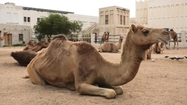 Dromedar Kamel Från Arabien Tog Paus Sitt Härbärge Denna Art — Stockvideo