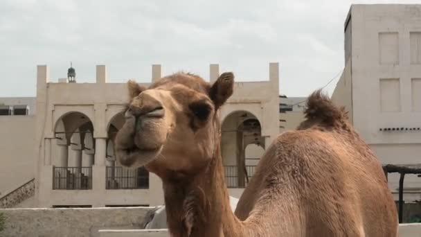 一种产于阿拉伯地区的骆驼 站在马厩里 该物种被称为Camelus Dromedarius 骆驼颈近景 — 图库视频影像