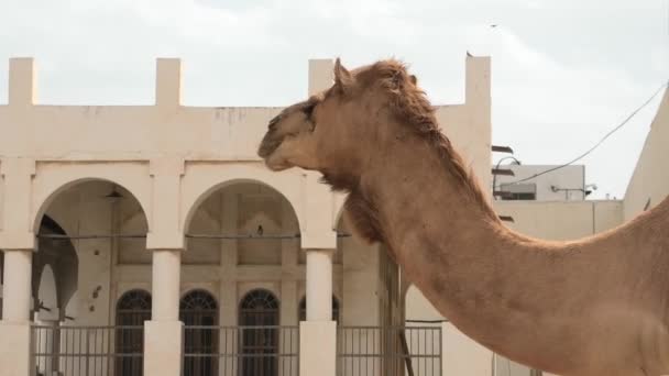 一只来自阿拉伯的下垂的骆驼正在它的栖身之处休息 该物种的学名为Camelus Dromedarius 骆驼颈近景 — 图库视频影像