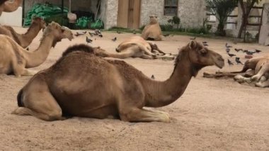 Camelus dromedarius türünden bir Arap devesi sığınağında mola veriyor..
