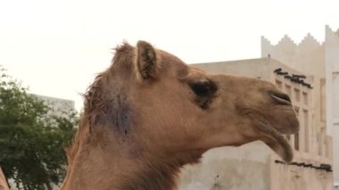 Ahırında Arabistanlı bir dromedary var. Bu Camelus dromedarius türünün bir üyesi. Deve kafanın yakın görüntüsü
