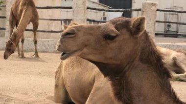 Arabistan 'dan bir dromedary deve sığınağında mola veriyordu, yakın görüş. Bu tür bilimsel olarak Camelus dromedarius olarak bilinir. Deve kafanın yakın görüntüsü