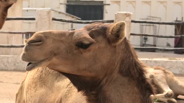 Dromedario Árabe Descansando Establo Camelus Dromedarius Species Vista Cerca Cabeza — Vídeo de stock