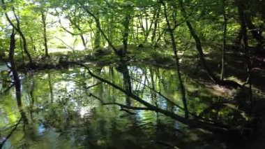 Hırvatistan 'daki Plitvice Gölleri Ulusal Parkı' nın gölleri ve ağaçları. Hırvatistan 'ın UNESCO Dünya Mirası Plitvicka Jezera.
