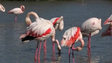 Pembe büyük flamingolar uçmaya başlamadan önce kanatlarını suda kurutmak için açıyorlar. Fransa 'da kamp alanı. Avrupa 'nın pembe flamingo türleri: Phoenicopterus roseus.